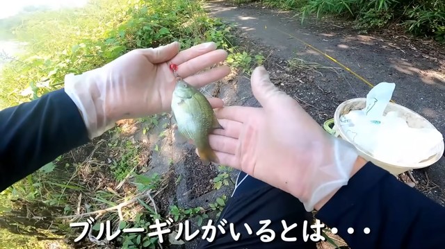 テトラから姿を見せたブルーギル／埼玉ママチャリ小物釣りさん（@saitamakomonotsuri）提供