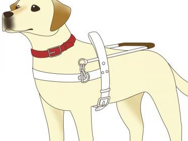 盲導犬拒否、６割が経験　犬を理由にして「差別」？