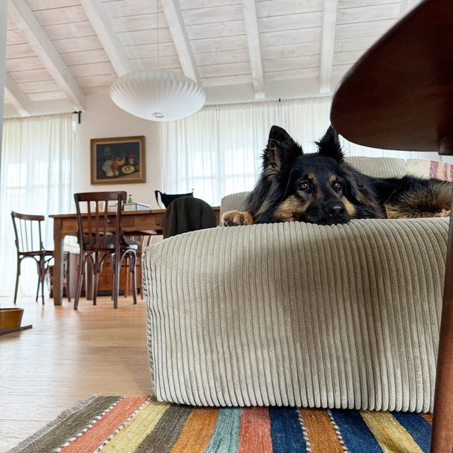 ボヘミアンシェパードのReyちゃんがくつろぐリビングも素敵！（画像提供：Miniさん）