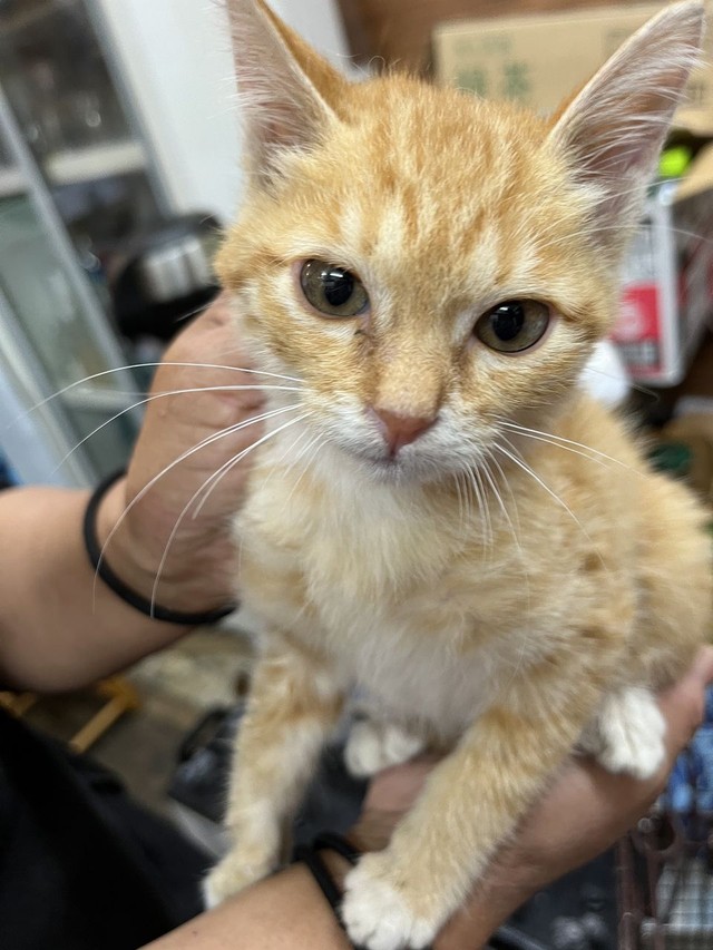 体を洗ってもらってきれいになったベルちゃん。