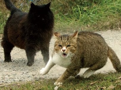 猫の無我夢中な一瞬、満載「必死すぎるネコ」　撮影者も必死