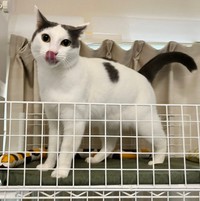 ペロリ！ おやつを食べたトルテくん（画像提供：トルぽたさん）