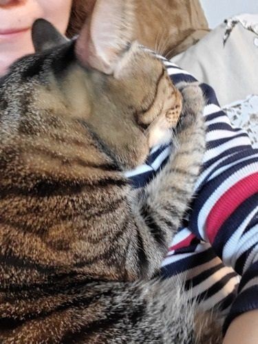 帰宅すると、甘えて指をなめたはっぴー「本当は留守番がちょっとさみしかったよ」