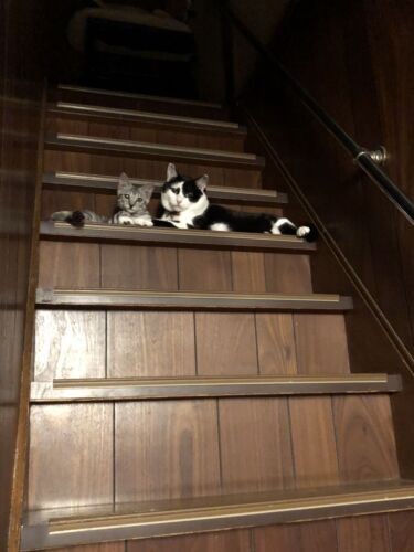 どうなるかと思ったら、ある時とつぜん、階段途中で絆を結んだのです（夏子さん提供）