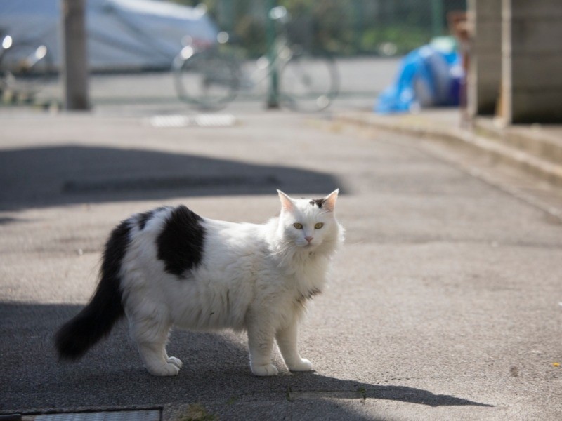 『俳句ねこ』（秋）　ホーム社提供