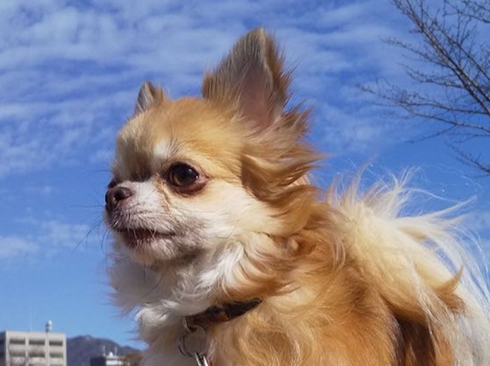 散歩が楽しみなちゃこ。青い空がよく似合う（せんきちさん提供）