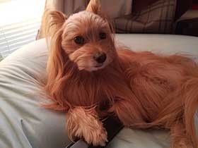 リモコン抱えてくつろぎ中　ミックス犬の「ルフィ」