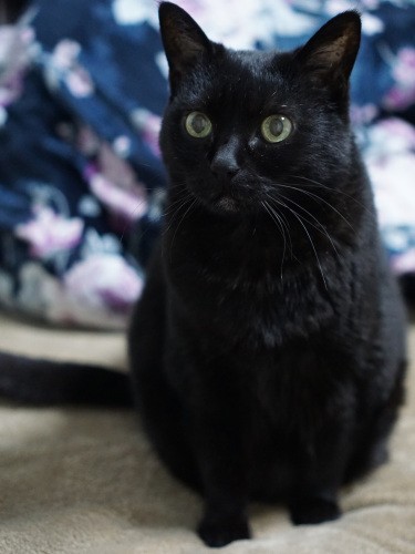 年長のイヌオもひざに乗ったり盛大に要求鳴き