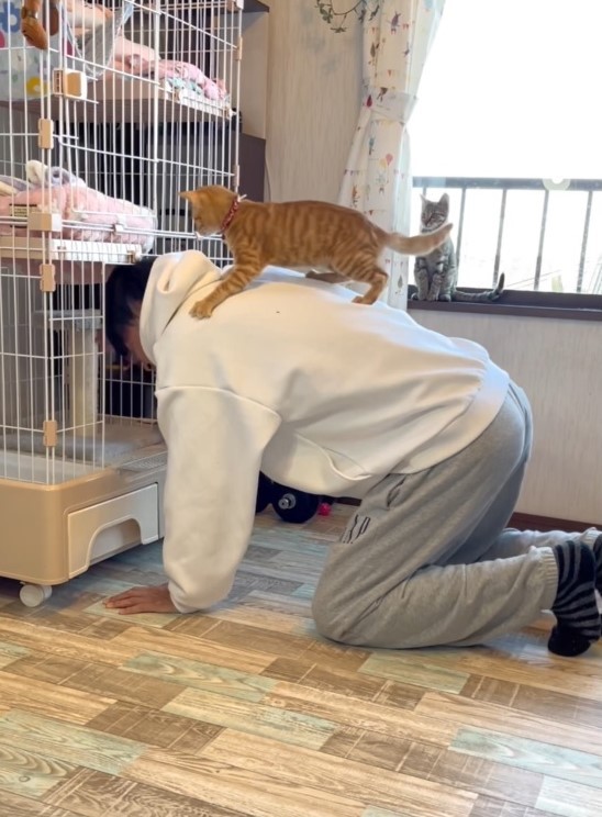 保護猫写真家のハプニング動画がTwitter上で話題に（三吉さん提供、動画よりキャプチャ撮影）
