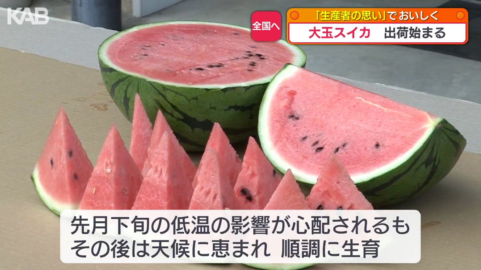 熊本市長も太鼓判「甘くてシャリシャリ」糖度が高い！植木産スイカの