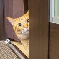 朱葉ちゃん、家政婦は見た？＝chatoran818さん提供