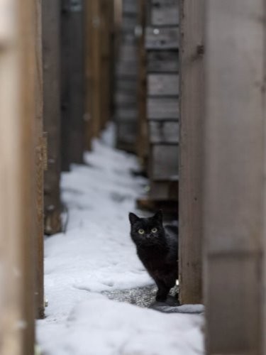 『ゆきねこ』より（吉田裕吏洋　撮影 / 北海道新聞社）