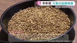 大麦の品質検査　宮城県一の産地石巻市　品質おおむね良好