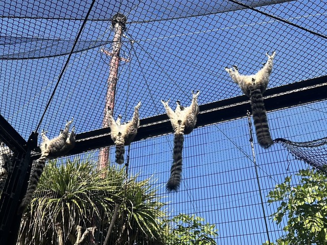 揃って開脚！みんなで日光浴