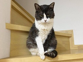 昭和の歌謡曲でしっぽユラユラ　ミックス猫の「トト」　