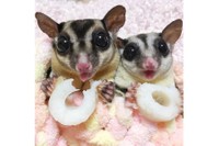 咀嚼シーンもとってもカワイイ（提供：フクロモモンガのぱんち（こむぎほっぷれんげ）さん）