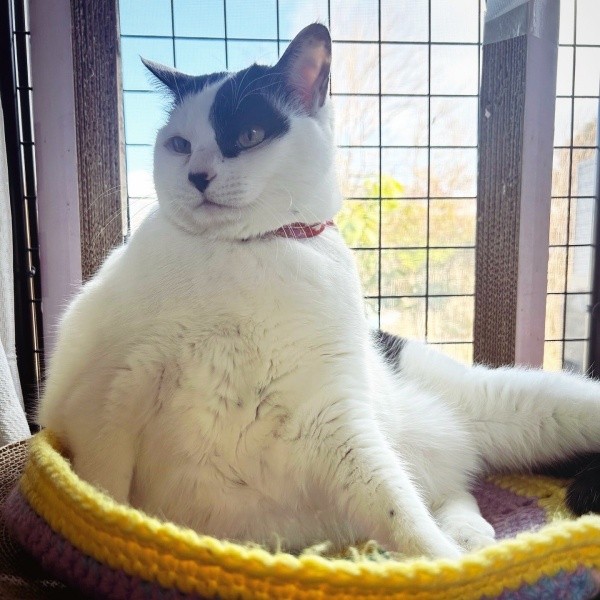 窓辺で日向ぼっこするくうちゃん（画像提供：猫ねむりzzz..さん）