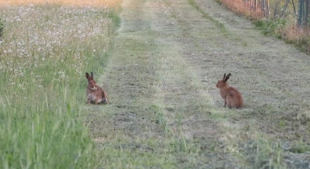 元気に農園を走り回るエゾユキウサギ／投稿主さん提供