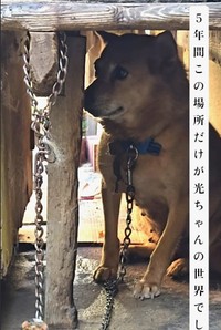 5年間同じ場所にいて一度もお散歩に行ったことがなかったという光ちゃん（「一般社団法人りぼん動物保護団体【公式】」さん提供、Instagramよりキャプチャ撮影）
