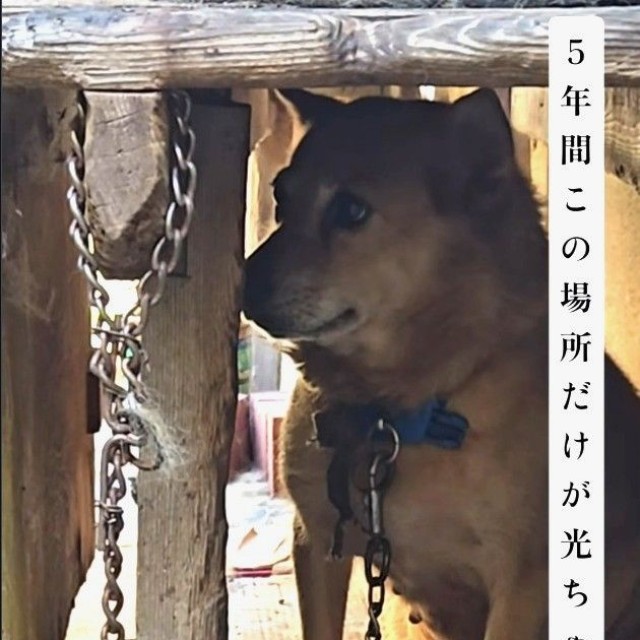5年間同じ場所にいて一度もお散歩に行ったことがなかったという光ちゃん（「一般社団法人りぼん動物保護団体【公式】」さん提供、Instagramよりキャプチャ撮影）