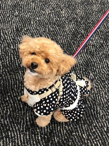 オフィスに来たきなこ（提供写真）