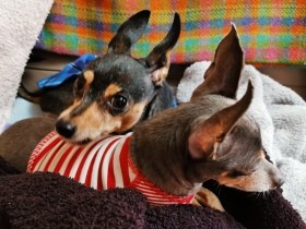 保護犬「ハンター」我が家に来て７回目の誕生日　時間をかけ夫との距離も近く