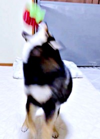 イチゴのぬいぐるみをキャッチしようとするこまちちゃん（画像提供：黒柴 こまちさん）