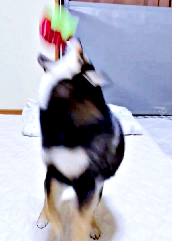 イチゴのぬいぐるみをキャッチしようとするこまちちゃん（画像提供：黒柴 こまちさん）