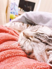 亡くなる2日前に、ベッドへ上がって横になってくれたときの様子
