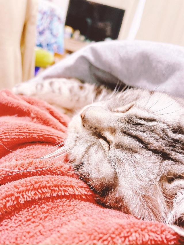 亡くなる2日前に、ベッドへ上がって横になってくれたときの様子