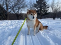 雪散歩が大好き過ぎて「拒否柴」中のハルちゃん。「もうちょっと雪を堪能していたいんです…」（画像提供：柴犬ハルさん @shibaharu_）