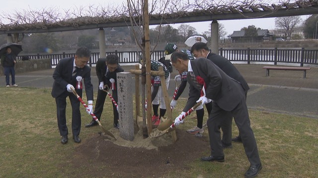 伊藤園が行う「私の街の未来の桜プロジェクト」