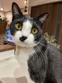 ゴールドの瞳が素敵なかごめちゃん（画像提供：minato.kさん）