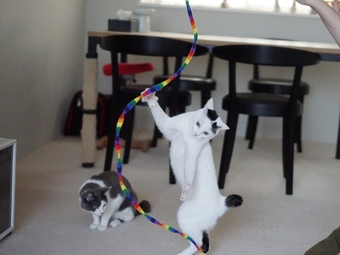 こんな格好したり