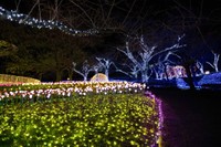 いろいろな光の花が咲き乱れる「光の花畑」