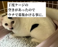 ちょうどケージの空きがあり、patapataokanさんのところで里親募集をかけることに（patapataokanさん提供、Instagramよりキャプチャ撮影）