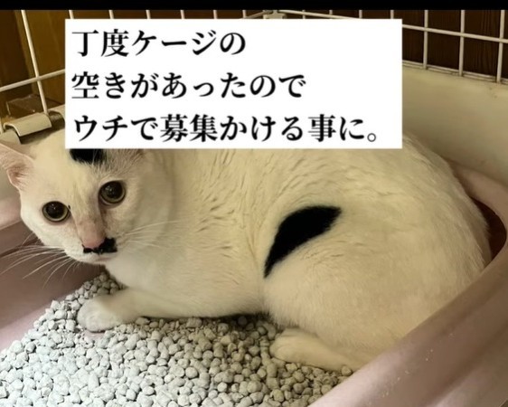 ちょうどケージの空きがあり、patapataokanさんのところで里親募集をかけることに（patapataokanさん提供、Instagramよりキャプチャ撮影）