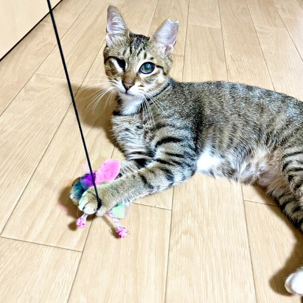 お迎え3日後、あんずちゃんは遊ぶの大好き（画像提供：アシメEYEあんずさん）