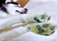 緑色に染まったおとびくんの足裏にびっくり（画像提供：おとび シベリアンハスキー（カイヌシ：ナルコ）さん）
