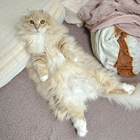 飼い主さんの枕を使って寝そべるチロルくんチロルくん（画像提供：ちゃろこさん）