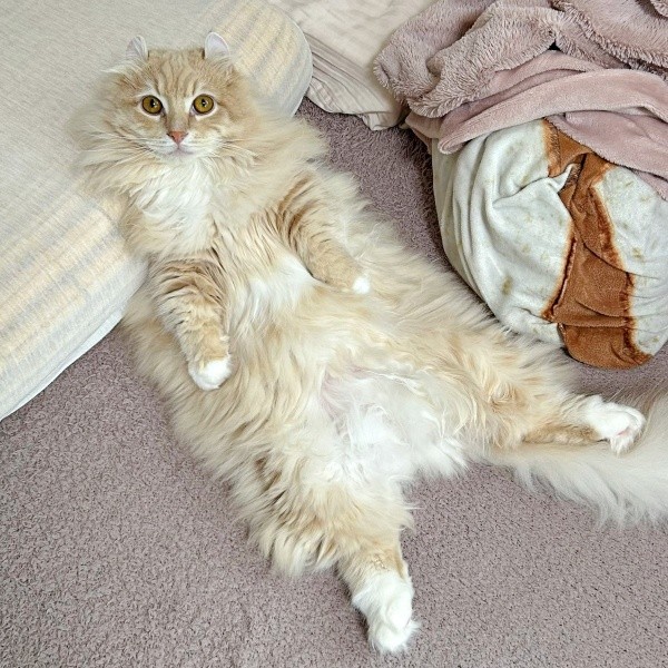 飼い主さんの枕を使って寝そべるチロルくんチロルくん（画像提供：ちゃろこさん）