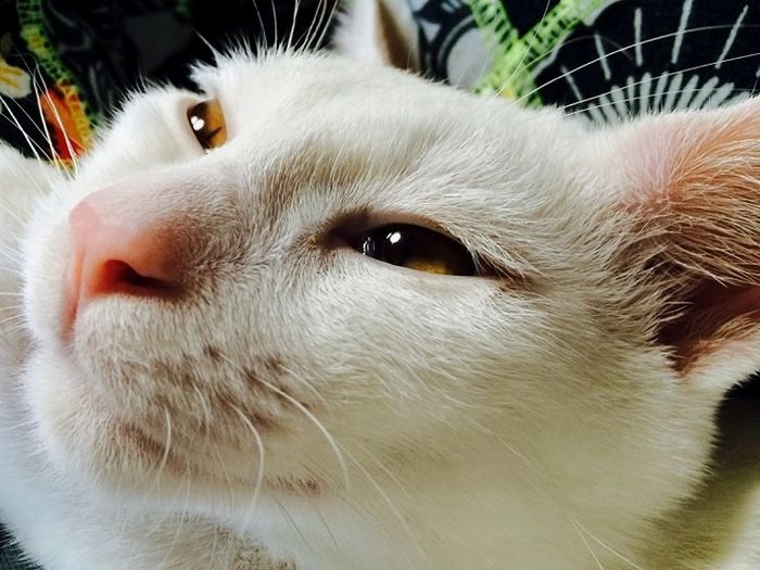 「あ～、幸せだにゃあ」