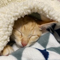 家に迎えた日、すっかりリラックスしていた