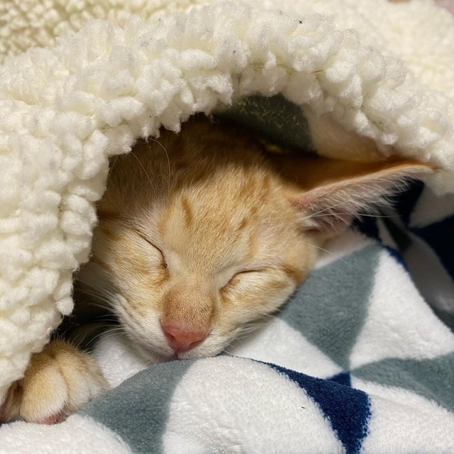 家に迎えた日、すっかりリラックスしていた