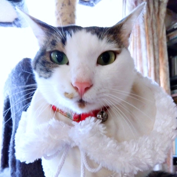 ふわふわのケープがよく似合うあずきくん（画像提供：バニラさん）