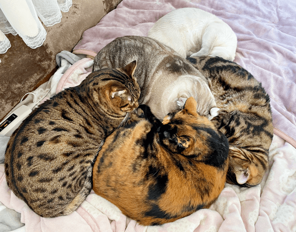 これぞ猫団子！ 仲良しきょうだいの寝姿にほっこり（画像提供：べじたりあん。）