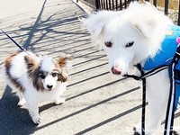 先住犬と一緒なら散歩も大丈夫！