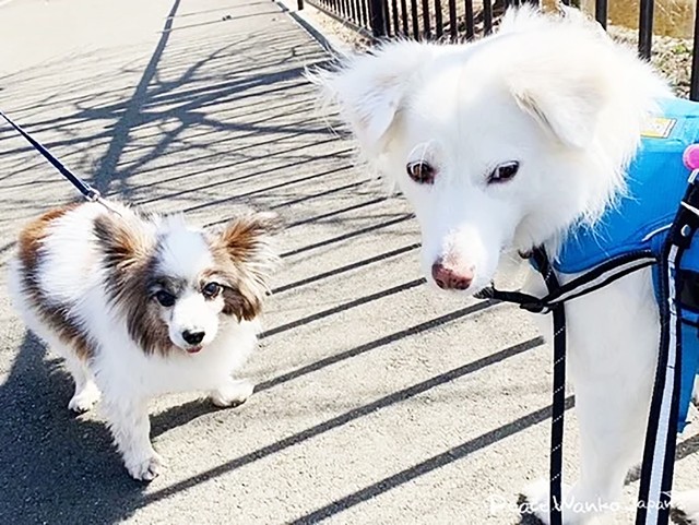 先住犬と一緒なら散歩も大丈夫！