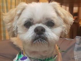 東日本震災後、ブログの写真と文章に一目惚れ　シー・ズーの「カンペイ」