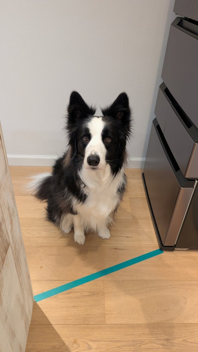 賢すぎ！テープのラインより内側には入らない天才犬ルークくん